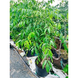 Cây 🌲 Cóc thái lùn ( hàng lớn đang trái )