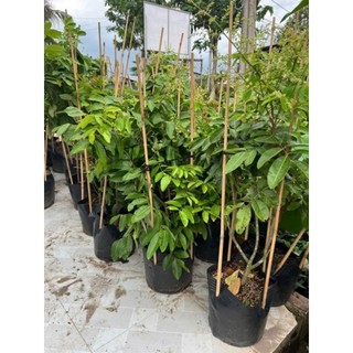 Cây 🌲 Nhãn long xưa ( đang trái)