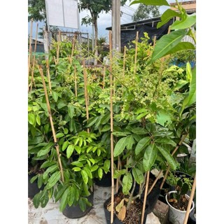 Cây 🌲 Nhãn long xưa ( đang trái)