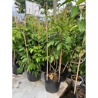 Cây 🌲 Nhãn long xưa ( đang trái)