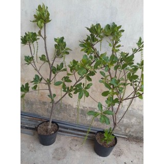 Cây 🌲 Lộc Vừng hoa đỏ 1m ( đang hoa )