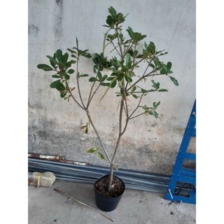 Cây 🌲 Lộc Vừng hoa đỏ 1m ( đang hoa )