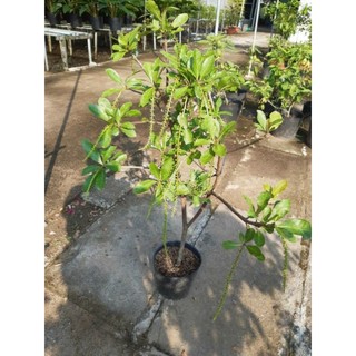 Lộc Vừng hoa đỏ 1m