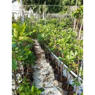 Cây 🌲 Lộc Vừng hoa đỏ 1m ( đang hoa )
