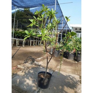 Cây 🌲 Lộc Vừng hoa đỏ 1m ( đang hoa )