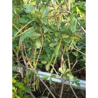Cây 🌲 Lộc Vừng hoa đỏ 1m ( đang hoa )