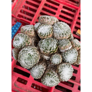Cây sen đá phật bà nhện size 10-12cm_🌱hàng sẵn vườn boybon