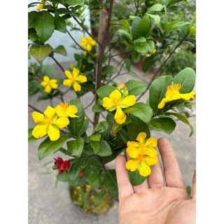 Cây giống mai tứ quý (ra hoa quanh năm)
