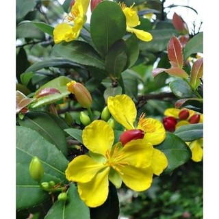 Cây giống mai tứ quý (ra hoa quanh năm)