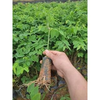 Cây giống rau ngót ta lá giòn