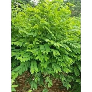 Combo 10 cây giống rau ngót ta