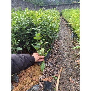 Cây giống mai tứ quý (ra hoa quanh năm)