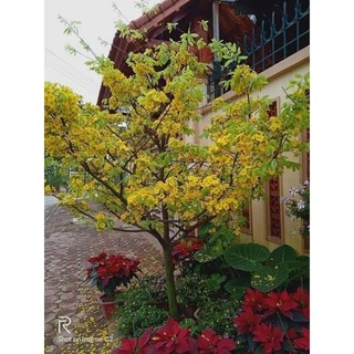 Cây giống mai tứ quý (ra hoa quanh năm)