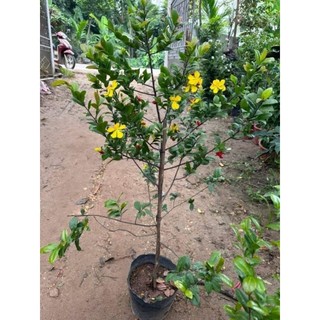 Cây giống mai tứ quý (ra hoa quanh năm)