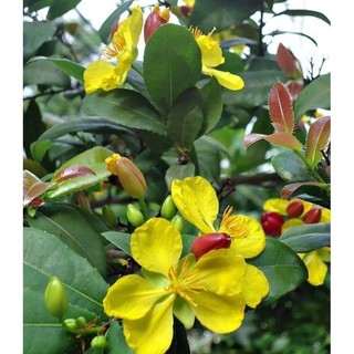 Cây giống mai tứ quý