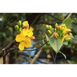 Cây giống mai tứ quý (ra hoa quanh năm)