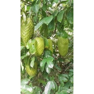 Cây giống mãng cầu xiêm Thái