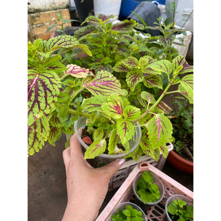 Cây Lá gấm