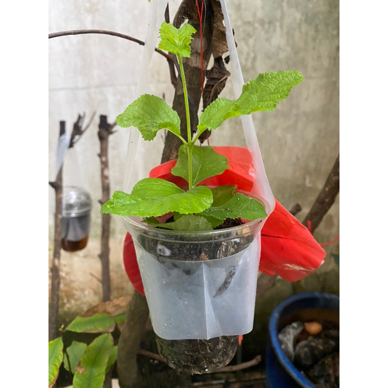 Cây bạch trầm hương con
