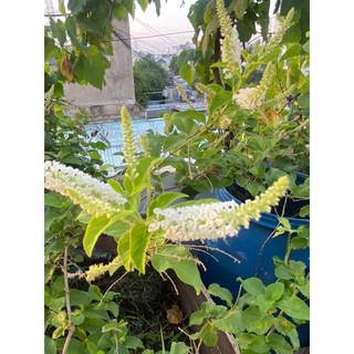 Cây bạch trầm hương con
