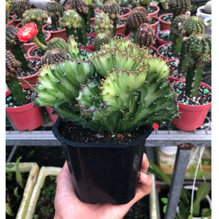 xương rồng vạn lý trường thành