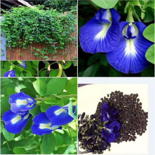 Hạt giống hoa đậu biếc hoa cánh đơn- Gói 20 hạt