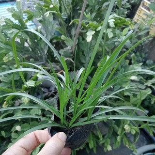 Bầu hoa tóc tiên (huệ mưa)