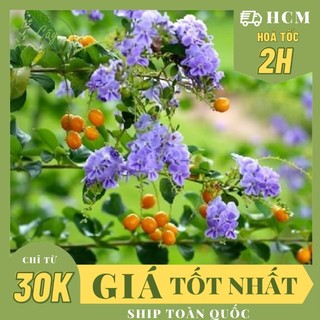 Giống cây hoa chuỗi ngọc thái tím ,, hoa giống cảnh sân vườn, ban công, dễ trồng giá rẻ, cây tươi nguyên