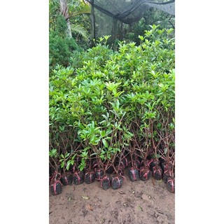 Cây Giống Sapo Mexico - Hồng Xiêm Mexico