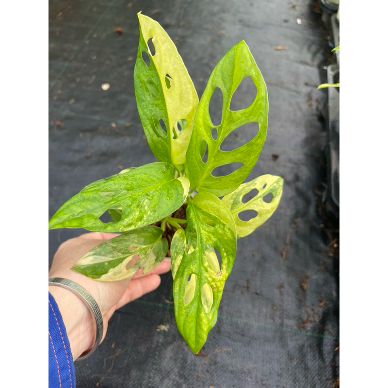 chậu mềm adansonii var aurea giant ( trầu bà lá lỗ đột biến)