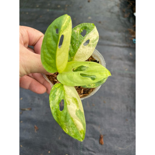 chậu mềm adansonii var aurea giant ( trầu bà lá lỗ đột biến)