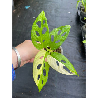 chậu mềm adansonii var aurea giant ( trầu bà lá lỗ đột biến)