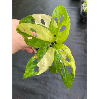 chậu mềm adansonii var aurea giant ( trầu bà lá lỗ đột biến)