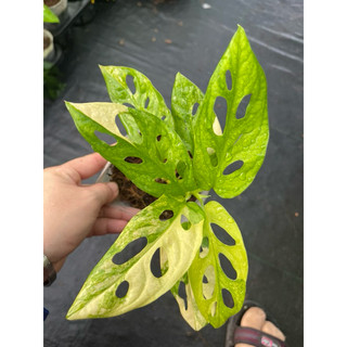chậu mềm adansonii var aurea giant ( trầu bà lá lỗ đột biến)