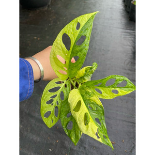 chậu mềm adansonii var aurea giant ( trầu bà lá lỗ đột biến)
