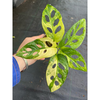 chậu mềm adansonii var aurea giant ( trầu bà lá lỗ đột biến)
