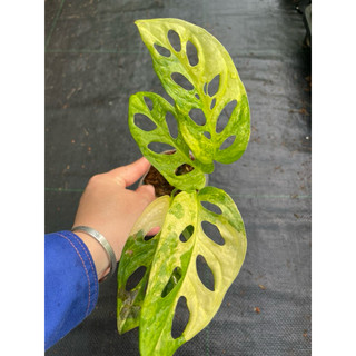 chậu mềm adansonii var aurea giant ( trầu bà lá lỗ đột biến)