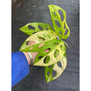chậu mềm adansonii var aurea giant ( trầu bà lá lỗ đột biến)