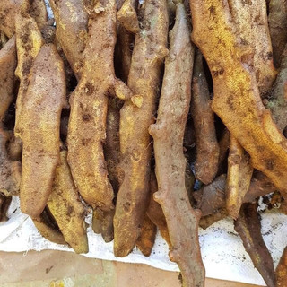 Cốt toái bổ hay còn gọi là Tắc kè đá 1kg