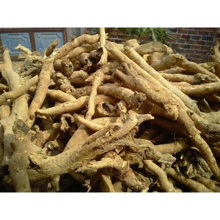 Rễ cây mật gấu hay còn gọi là Hoàng liên ô rô 1kg dược liệu