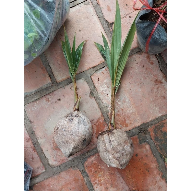 Cây giống dừa mã lai