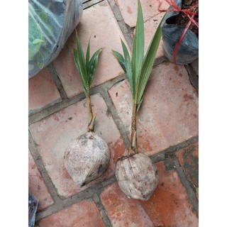 Cây giống dừa mã lai
