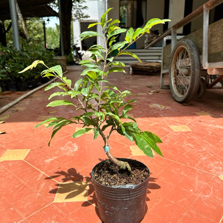 Cây mai cúc cam - bonsai gốc ghép, hoa màu cam, dễ trồng