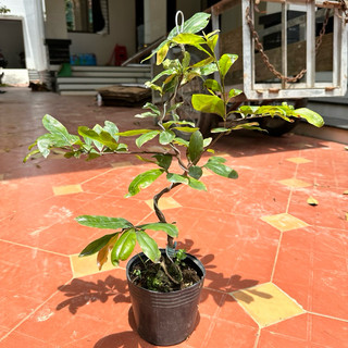 Cây bạch mai thái - gốc ghép bonsai