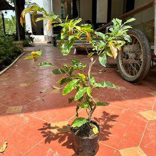 Cây mai cúc Gia Định, hoa to - bonsai gốc ghép đẹp, đọt non màu đỏ, màu vàng tươi