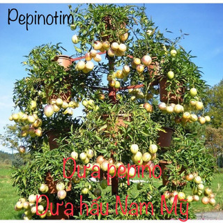 Chậu dưa pepino tím và vàng dễ trồng- nhanh phát triển trái to, cây đang hoa