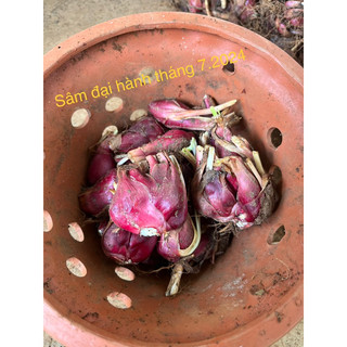 Sâm Đại hành Đà Lạt