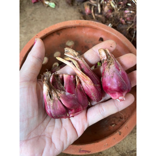 Sâm Đại hành Đà Lạt