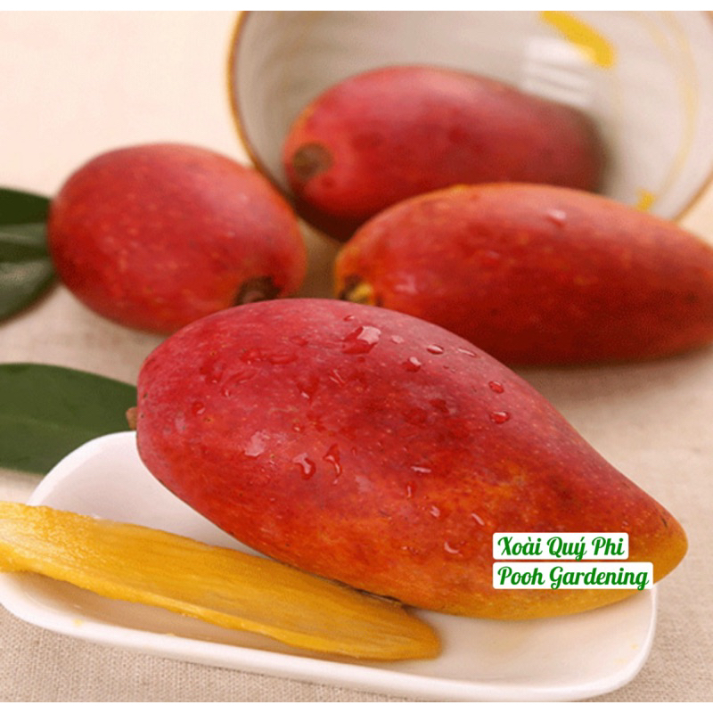 XOÀI QUÝ PHI XOÀI MẬT ONG
