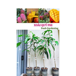 Xoài quý phi